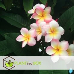 Plumeria Hawaaien - Pot ⌀17cm - H.55-75cm (hauteur Pot Incluse) -Promos Floromyst Boutique 6423324e3a2799.79275935