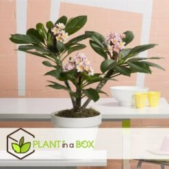 Plumeria Hawaaien - Pot ⌀17cm - H.55-75cm (hauteur Pot Incluse) -Promos Floromyst Boutique 6423324e50d857.41817764