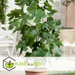 Set De 2 Ficus Carica - Pot ⌀9cm - H.25-40cm (hauteur Pot Incluse) -Promos Floromyst Boutique 64233258aed6c2.75062578
