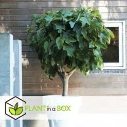 Set De 2 Ficus Carica - Pot ⌀9cm - H.25-40cm (hauteur Pot Incluse) -Promos Floromyst Boutique 64233258b421e6.98737418