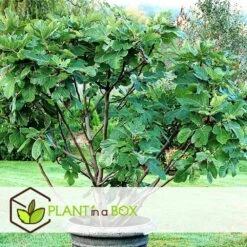 Set De 2 Ficus Carica - Pot ⌀9cm - H.25-40cm (hauteur Pot Incluse) -Promos Floromyst Boutique 64233258bdd842.98002506