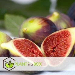 Set De 2 Ficus Carica - Pot ⌀9cm - H.25-40cm (hauteur Pot Incluse) -Promos Floromyst Boutique 64233258cb75f1.63559053