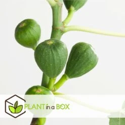 Set De 2 Ficus Carica - Pot ⌀9cm - H.25-40cm (hauteur Pot Incluse) -Promos Floromyst Boutique 64233258cfd275.04452141