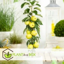 Set De 3 Pommiers - Pot ⌀9cm - H.60-70cm (hauteur Pot Incluse) -Promos Floromyst Boutique 642332687e7c20.05894686