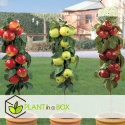 Set De 3 Pommiers - Pot ⌀9cm - H.60-70cm (hauteur Pot Incluse) -Promos Floromyst Boutique 642332688c9973.24149843