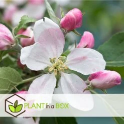 Set De 3 Pommiers - Pot ⌀9cm - H.60-70cm (hauteur Pot Incluse) -Promos Floromyst Boutique 6423326890bc71.46991350