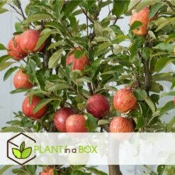 Set De 3 Pommiers - Pot ⌀9cm - H.60-70cm (hauteur Pot Incluse) -Promos Floromyst Boutique 642332689d8f40.55591918