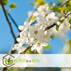 Assorti De 3 Arbres Fruitiers - Pot ⌀9cm - H.60-70cm (hauteur Pot Incluse) -Promos Floromyst Boutique 64233269be5622.46374168