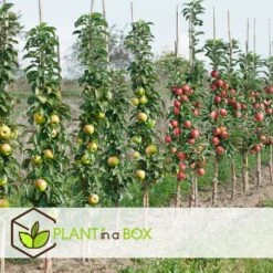 Assorti De 3 Arbres Fruitiers - Pot ⌀9cm - H.60-70cm (hauteur Pot Incluse) -Promos Floromyst Boutique 64233269c23630.71500531