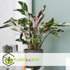 Calathea 'white Fusion' - Pot ⌀14cm - H.30-40cm (hauteur Pot Incluse) -Promos Floromyst Boutique 6423335ecc24f3.00608541