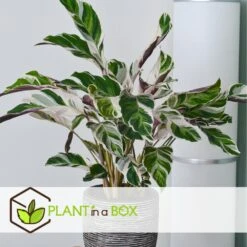 Calathea 'white Fusion' - Pot ⌀14cm - H.30-40cm (hauteur Pot Incluse) -Promos Floromyst Boutique 6423335ed559f6.10005262
