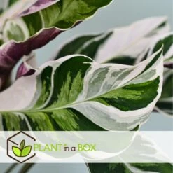 Calathea 'white Fusion' - Pot ⌀14cm - H.30-40cm (hauteur Pot Incluse) -Promos Floromyst Boutique 6423335eda0cd7.05143036