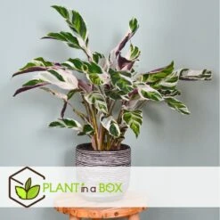 Calathea 'white Fusion' - Pot ⌀14cm - H.30-40cm (hauteur Pot Incluse) -Promos Floromyst Boutique 6423335ee30885.64669425