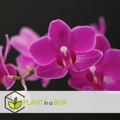 Phalaenopsis Multiflora - Orchidée Pourpre - Pot 12cm - Hauteur 35-45cm -Promos Floromyst Boutique 6426d60ae141b2.47669085
