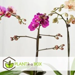 Phalaenopsis Multiflora - Orchidée Pourpre - Pot 12cm - Hauteur 35-45cm -Promos Floromyst Boutique 6426d60ae63df7.98128875