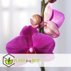 Phalaenopsis Multiflora - Orchidée Pourpre - Pot 12cm - Hauteur 35-45cm -Promos Floromyst Boutique 6426d60b053594.26028170