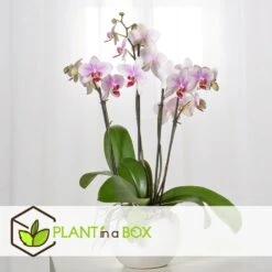 Phalaenopsis Multiflora - Orchidée Rose - Pot 12cm - Hauteur 35-45cm -Promos Floromyst Boutique 6426d60b6b23d5.44197038