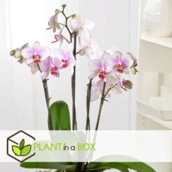 Phalaenopsis Multiflora - Orchidée Rose - Pot 12cm - Hauteur 35-45cm -Promos Floromyst Boutique 6426d60b77b9a2.00287060