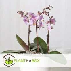 Phalaenopsis Multiflora - Orchidée Rose - Pot 12cm - Hauteur 35-45cm -Promos Floromyst Boutique 6426d60b7c21f4.26692168
