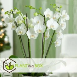 Phalaenopsis Multiflora - Orchidée Blanc - Pot 12cm - Hauteur 35-45cm -Promos Floromyst Boutique 6426d60c209507.23720790