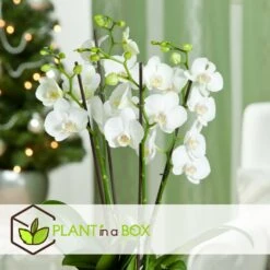 Phalaenopsis Multiflora - Orchidée Blanc - Pot 12cm - Hauteur 35-45cm -Promos Floromyst Boutique 6426d60c268081.57320546