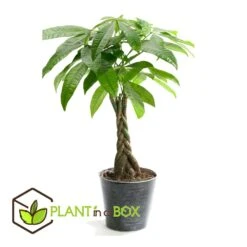 Pachira Aquatica - "money Tree" - Pot 17cm - Hauteur 60-70cm -Promos Floromyst Boutique 6426d6111a3cf1.79105454