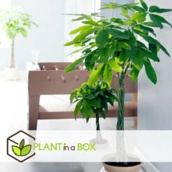 Pachira Aquatica - "money Tree" - Pot 17cm - Hauteur 60-70cm -Promos Floromyst Boutique 6426d61134eda5.40007499