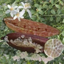 Citronnier Caviar Rose "citrus Australasica" Tailles:pot Rond De 5 Litres, Hauteur 60/80 Cm