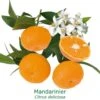 Mandarinier | Citrus Deliciosa Tailles:pot De 9 Litres, Hauteur 80/100 Cm