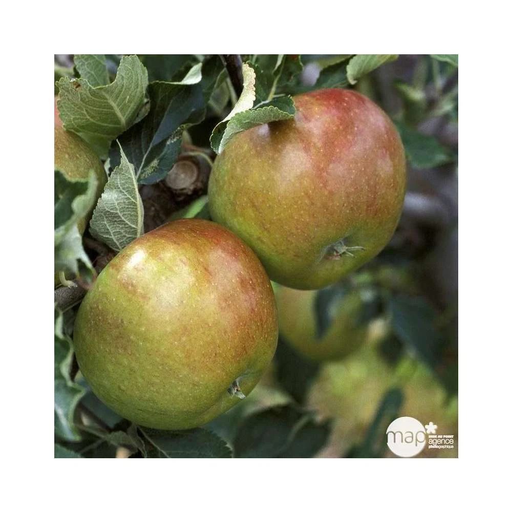 Pommier Cox Orange Pippin : Demi Tige Ctr 15 Litres 3 Pommier Cox Orange Pippin : Demi Tige Ctr 15 Litres – Image 3