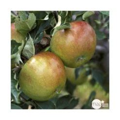 Pommier Cox Orange Pippin : Gobelet 3 Ans D'âg Ctr 12 Litres -Promos Floromyst Boutique 64581 005