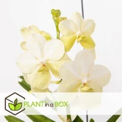 Vanda Tayanee White - Orchidée Tropicale - Magnifique Couleurs - Hauteur 50-60cm -Promos Floromyst Boutique 6459521dbdcab9.64992120