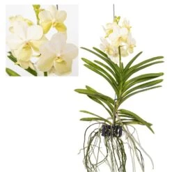 Promos Floromyst Boutique 3 Vanda Tayanee White - Orchidée Tropicale - Magnifique Couleurs - Hauteur 50-60cm