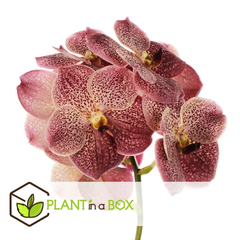 Vanda Leopard Coral - Orchidée Tropicale - Orchidée En Fleur - Hauteur 75-85cm 2 Vanda Leopard Coral - Orchidée Tropicale - Orchidée En Fleur - Hauteur 75-85cm – Image 2