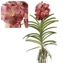Promos Floromyst Boutique 7 Vanda Leopard Coral - Orchidée Tropicale - Orchidée En Fleur - Hauteur 75-85cm