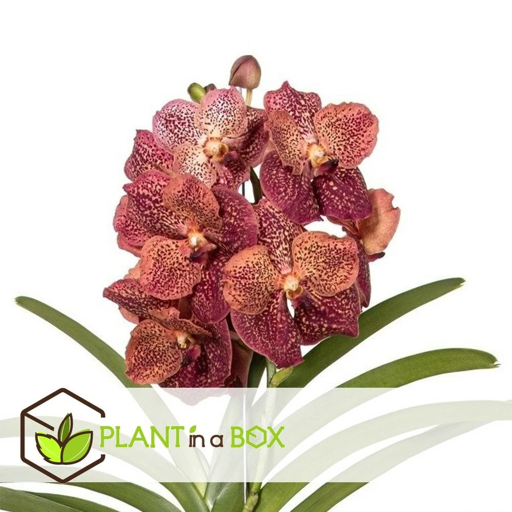 Vanda Leopard Coral - Orchidée Tropicale - Orchidée En Fleur - Hauteur 75-85cm 3 Vanda Leopard Coral - Orchidée Tropicale - Orchidée En Fleur - Hauteur 75-85cm – Image 3