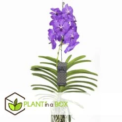 Vanda New Blue - Orchidée Tropicale - Magnifique Couleurs - Hauteur 50-60cm 7 Vanda New Blue - Orchidée Tropicale - Magnifique Couleurs - Hauteur 50-60cm -Promos Floromyst Boutique 64595223977a18.64238423