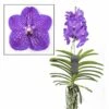 Vanda New Blue - Orchidée Tropicale - Magnifique Couleurs - Hauteur 50-60cm