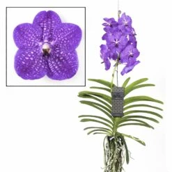 Promos Floromyst Boutique 5 Vanda New Blue - Orchidée Tropicale - Magnifique Couleurs - Hauteur 50-60cm