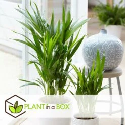 Plantes D'intérieur Purificatrices D'air - Mix De 5 - Pot 12cm - Hauteur 25-40cm -Promos Floromyst Boutique 645a3a10322084.40782653