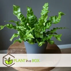 Plantes D'intérieur Purificatrices D'air - Mix De 5 - Pot 12cm - Hauteur 25-40cm -Promos Floromyst Boutique 645a3a104a2769.21575787