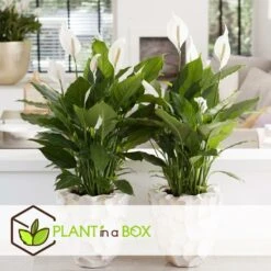 Plantes D'intérieur Purificatrices D'air - Mix De 5 - Pot 12cm - Hauteur 25-40cm -Promos Floromyst Boutique 645a3a104eada8.89065766