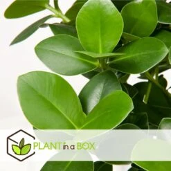 Plantes D'intérieur Purificatrices D'air - Mix De 5 - Pot 12cm - Hauteur 25-40cm -Promos Floromyst Boutique 645a3a1057bee5.82607772