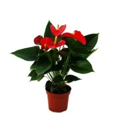 Fleur De Flamant Rose "sierra Red" Anthurium Andreanum Rouge 14cm