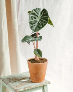 Plante D'intérieur - Alocasia Pink Dragon 25cm