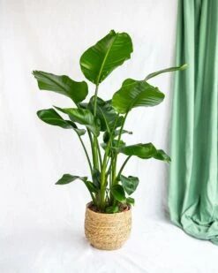 Plante D'intérieur - Strelitzia Nicolai Xl 130cm 3 Plante D'intérieur - Strelitzia Nicolai Xl 130cm -Promos Floromyst Boutique 64773f2293bc64.76850549