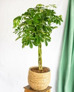 Plante D'intérieur - Schefflera Xl 90cm -Promos Floromyst Boutique 64773f281040c4.65547906