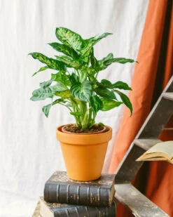 Plante D'intérieur - Dieffenbachia Compacta 60cm 3 Plante D'intérieur - Dieffenbachia Compacta 60cm -Promos Floromyst Boutique 64773f4b313d88.71913797