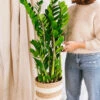 Plante D'intérieur - Zamioculcas Zamifiolias Xl 95cm