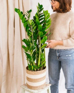 Plante D'intérieur - Zamioculcas Zamifiolias Xl 95cm